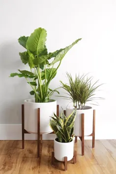 گیاهان داخل گلدان برای خانه شما