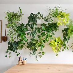 Living Plant Wall - یادداشت های درست شده توسط Studioplants