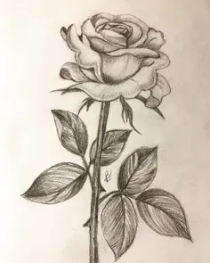 نقاشی ساده گل رز