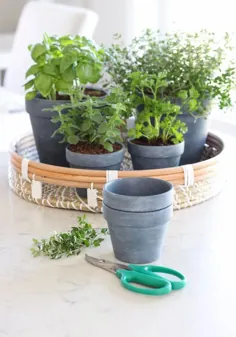 یک باغ گیاهی سرپوشیده ایجاد کنید