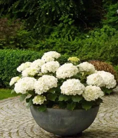 20 عدد دانه‌های چند ساله خانه باغچه‌ای دانه‌های هیدرانسی سفید برای رشد آسان گل DIYeBay