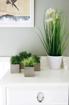 Pflanzen für mein Badezimmer und Einblicke (... endlich mal wieder!) - خانم گرینری