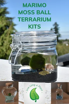 Marimo Moss Ball DIY Terrarium Gift Kit، Circle |  شامل اجزا