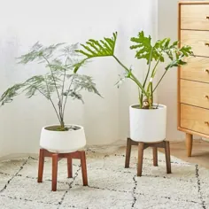 12 بهترین گیاه در محیط داخلی + فضای باز برای هر سبک