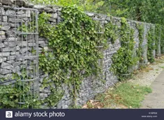 عکس - پیچک معمولی (مارپیچ Hedera) بر روی یک دیوار سنگی