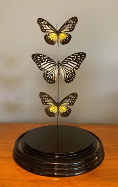 پروانه های تاکسیدرمی واقعی فروخته شده نصب شده در گنبد شیشه ای آنتیک |  اتسی