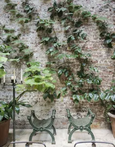 در میان ارکیده ها: طراح Rose Uniacke در خانه در لندن - Gardenista