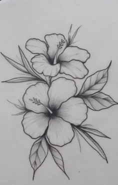 نقاشی زیبای گل هیبیسکوس