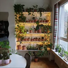ایده های 53 گیاه خانه تمیز کننده هوا در داخل خانه - آخرین روند مد برای زن