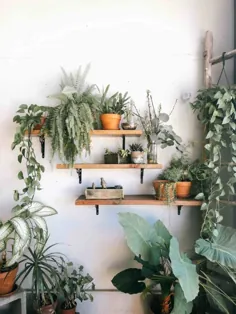 قفسه های دیواری گیاهی |  5 راه خلاقانه برای راه اندازی Shelfie گیاهان - فضای خوش طعم من