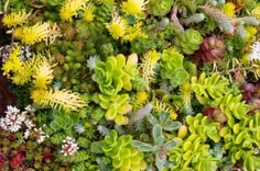 10 گیاه عالی برای یک سقف زنده