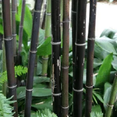 گیاه بامبو سیاه