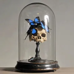 Globe، verre، nature morte، tête de mort، papillons bleus، phosphorescents، Morpho Didius، crane