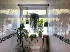 18 ایده برتر گیاهان معلق برای حمام که آن را پر از زندگی می کند