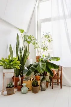 7 روش مختلف برای تزئین گیاهان داخلی در اتاق نشیمن