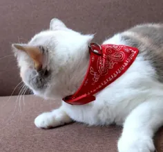 گربه با روسری
