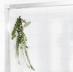 چگونه گیاهان را در حمام خود پرورش دهیم |  خوب + خوب