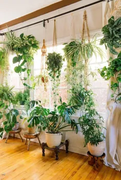 گیاهان خانگی: تزئین خانه خود را به زندگی تبدیل کنید