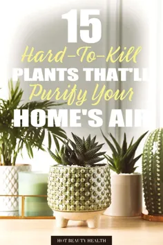 15 گیاه داخلی که هوای خانه شما را تصفیه می کنند - سلامتی گرم و زیبایی