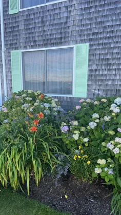 گل کیپ کاد گل های ساحلی خانه های اقیانوسی تابستان رنگارنگ آبی صورتی بنفش دسته گل هیدرنجی آرام