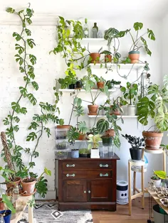 9 روش برای چیدمان کامل قفسه گیاهان داخلی
