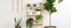 پایه گیاه نردبان DIY |  گلهای پرو
