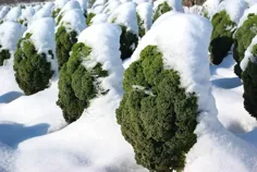 14 بهترین محصول کوتاه فصل برای آب و هوای سرد