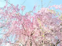 ♡ شکوفه های بهاری ♡