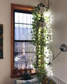 8 گیاه آویز زیبا مناسب برای آپارتمان - TheFab20s