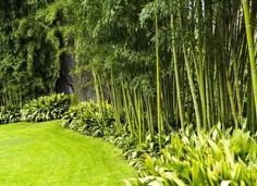 10 گیاه برتر برای حفظ حریم حیاط خلوت