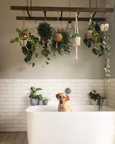 حمام با گیاهان و سگ های آویزان