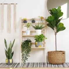 101 ایده الهام بخش طراحی گیاه در داخل و خارج از خانه