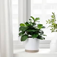 گیاه گلدان مصنوعی FEJKA ، فضای داخلی / فضای باز Clusia ، 4 3⁄4 "- IKEA