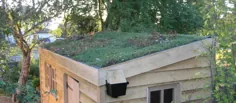 سقف سبز Premium Sedum - سینی های سقف سبز DIY - انگلیس