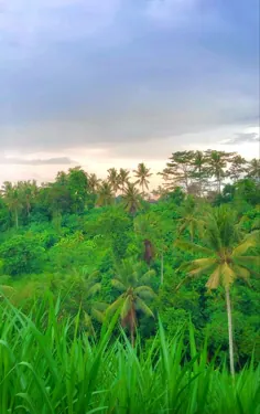 بالی