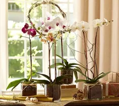 ارکیده Phalaenopsis زنده در گلدان شیشه ای