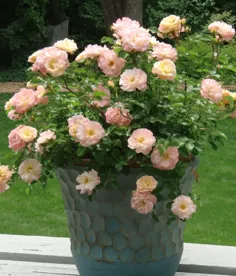 مراقبت از رز دریفت | گل رز دریفت، طراحی باغ گل رز، مراقبت از گل رز