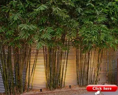 بامبوس BENUTZEN SIE DEN RICHTIGEN. Bambusa textilis gracilis - Slender Weavers Bamboo-a non... - 2019 - Sichtschutz
