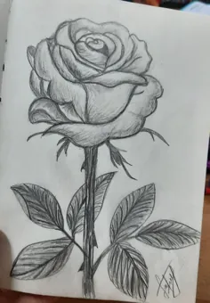 گل رز در نقاشی مدادی