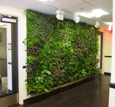 پنج گیاه ایده آل برای دیوار سبز داخلی