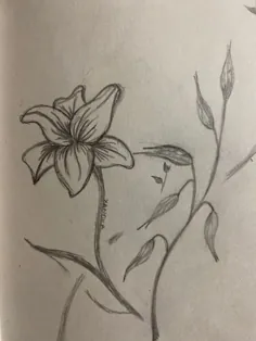گل از زاندرا