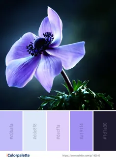 ایده های پالت رنگی از Image Flower Blue Flora |  iColorpalette